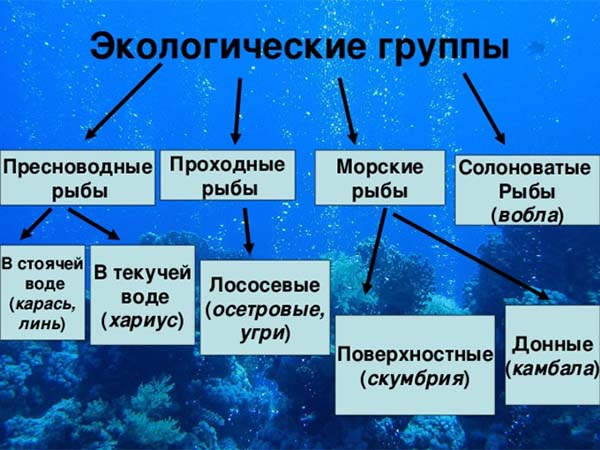 Вода занимает 0 7 всей поверхности земного шара постройте диаграмму